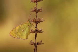 Sar Azamet (Colias croceus)