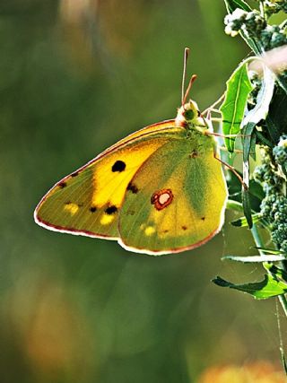 Sar Azamet (Colias croceus)