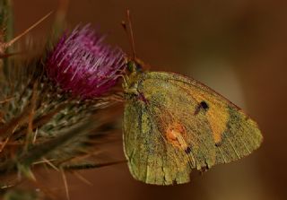 Sar Azamet (Colias croceus)