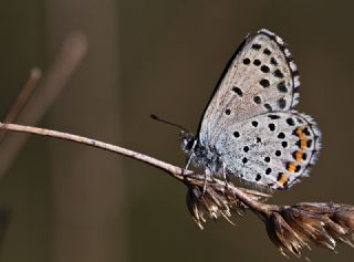 Himalaya Mavisi (Pseudophilotes vicrama)