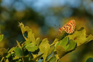 Gzel parhan (Melitaea trivia)