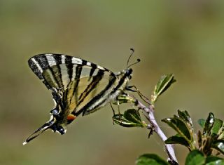 Erik Krlangkuyruk (Iphiclides podalirius)