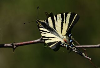 Erik Krlangkuyruk (Iphiclides podalirius)