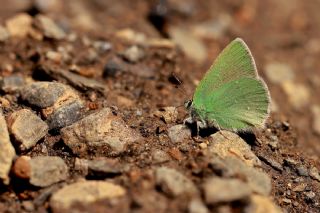Anadolu Z�mr�t�&nbsp;(Callophrys&nbsp;paulae)