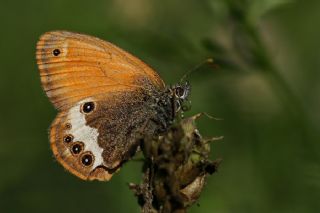 Funda Zpzp Perisi (Coenonympha arcania)