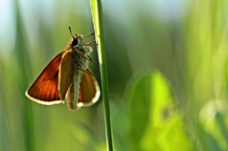 Sar Antenli Zpzp (Thymelicus sylvestris)