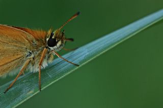 Sar Antenli Zpzp (Thymelicus sylvestris)