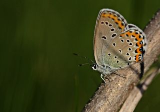 das Mavisi, Esmergz (Plebejus idas)