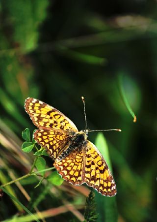 Benekli Byk parhan (Melitaea phoebe)