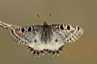 Yalanc Apollo (Archon apollinus)