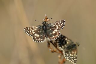 Ege Zpzp (Pyrgus melotis)