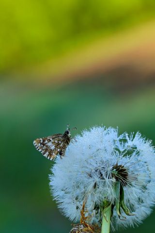 Ebegmeci Zpzp (Pyrgus malvae)