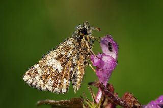 Ebegmeci Zpzp (Pyrgus malvae)