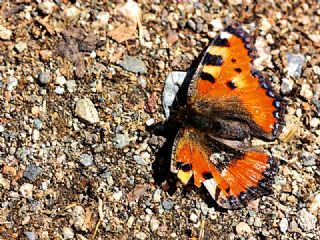 Aglais (Aglais urticae)