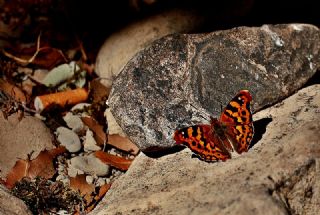 Anadolu ehzadesi (Thaleropis ionia)