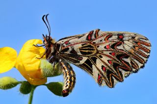 Gney Fistosu (Zerynthia polyxena)