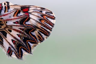 Gney Fistosu (Zerynthia polyxena)