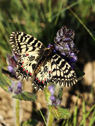 Gney Fistosu (Zerynthia polyxena)