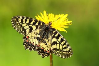 Gney Fistosu (Zerynthia polyxena)