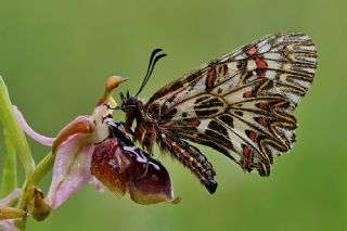 Gney Fistosu (Zerynthia polyxena)