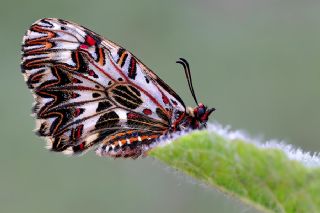 Gney Fistosu (Zerynthia polyxena)