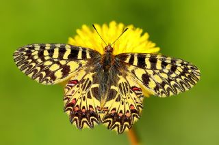 Gney Fistosu (Zerynthia polyxena)