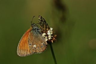 Orman Zpzp Perisi (Coenonympha glycerion)