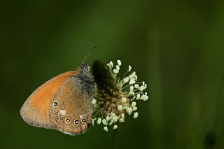 Orman Zpzp Perisi (Coenonympha glycerion)