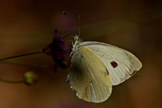 Byk Beyazmelek  (Pieris brassicae)