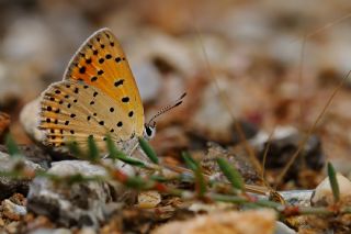 Alev Ategzeli (Lycaena kefersteinii)