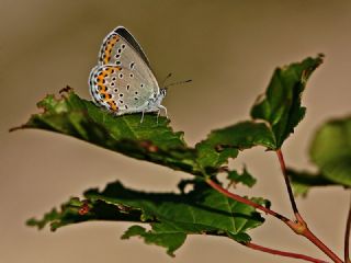 Avrupal Esmergz (Plebejus argyrognomon )