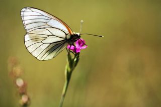 Al Beyaz (Aporia crataegi)