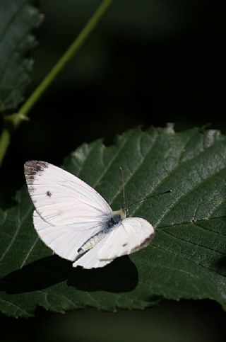 Yalanc Beyazmelek (Pieris pseudorapae)