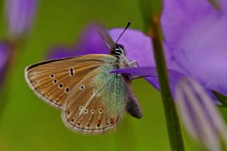 okgzl Geranium Mavisi (Aricia eumedon)