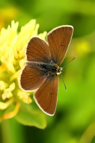 okgzl Geranium Mavisi (Aricia eumedon)