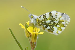 Turuncu Ssl (Anthocharis cardamines)