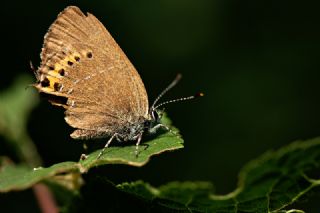 Kara Sevbeni (Satyrium pruni)