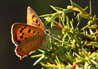 Benekli Bakr Gzeli (Lycaena phlaeas)