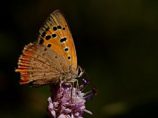 Benekli Bakr Gzeli (Lycaena phlaeas)