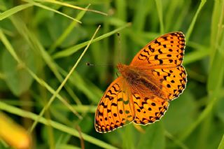Gzel nci (Argynnis aglaja)