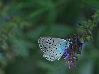 Byk Korubeni (Phengaris arion)