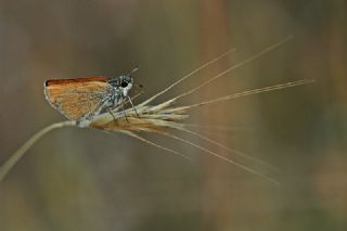 Sar Antenli Zpzp (Thymelicus sylvestris)