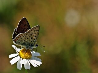 sli Bakr Gzeli (Lycaena tityrus)