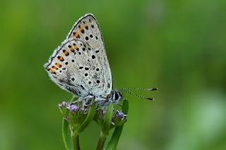 sli Bakr Gzeli (Lycaena tityrus)