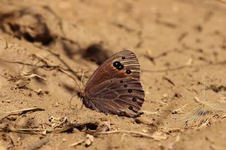 Uygur G�zelesmeri&nbsp;(Proterebia&nbsp;afra)