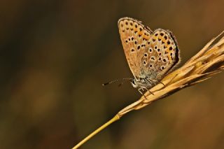 Gm Lekeli Esmergz (Plebejus argus)