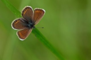 Gm Lekeli Esmergz (Plebejus argus)