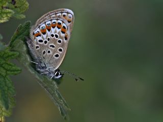 Gm Lekeli Esmergz (Plebejus argus)