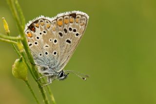 okgzl Orman Esmeri (Aricia artaxerxes)