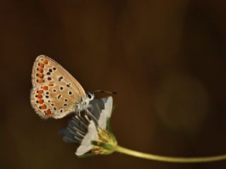 okgzl Mavi (Polyommatus icarus)